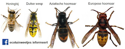 De Aziatische hoornaar vs de Europese hoornaar vs de honingbij vs de Duitse wesp. Het is van belang deze soorten te herkennen en te onderscheiden.