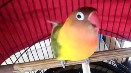 Zona Tips Indonesia Mengenal Karakter Burung Lovebird Untuk Lomba