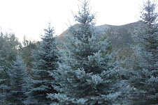 Colorado Blue Spruce.