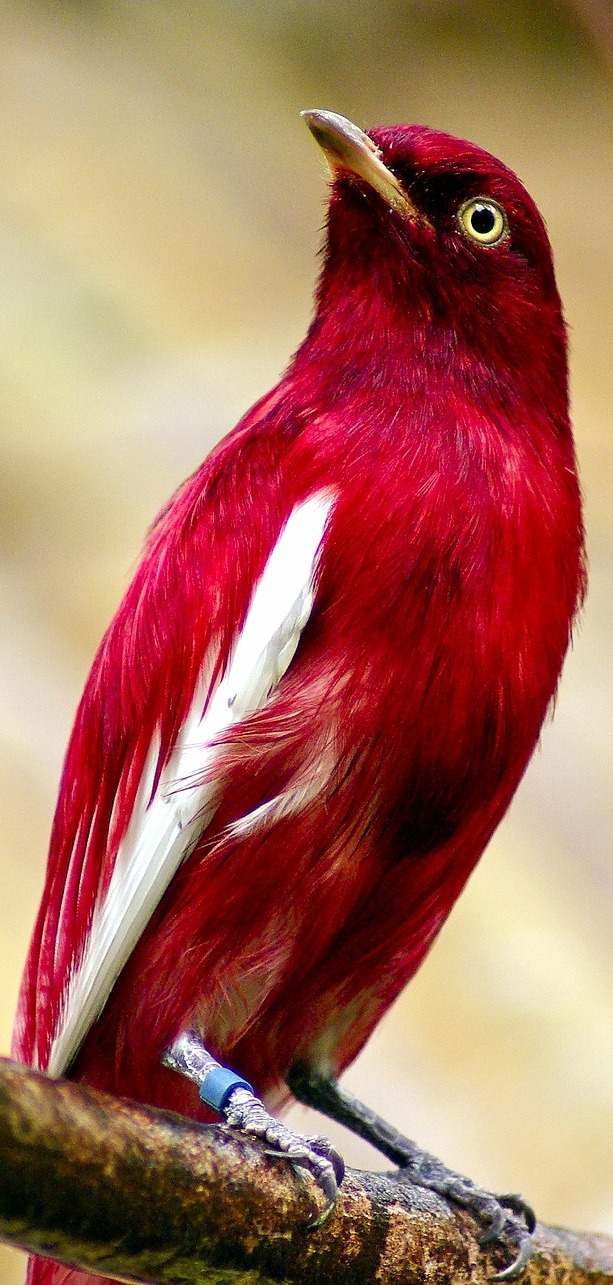Picture of a pompadour cotinga