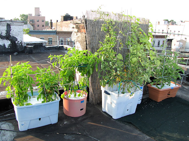 Bucolic Bushwick Rooftop Container Vegetable Garden 2011
