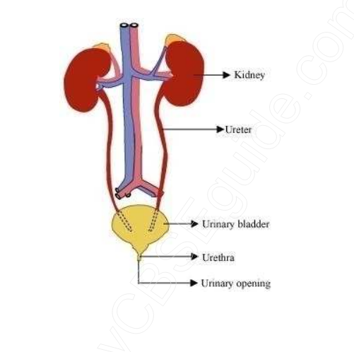 Study notes for Delhi Public school: Class 7 Science Transportation In