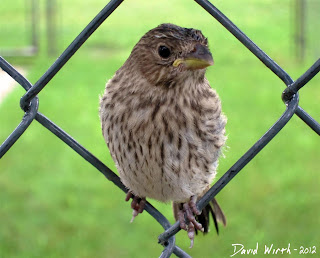 baby bird on fence, brown, wren, wet, raining