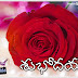 Telugu Good Morning Quotes with Rose Images
