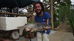 Giant Mekon Catfish