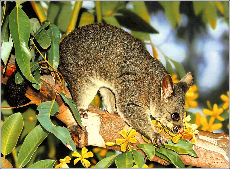 Фауна австралии