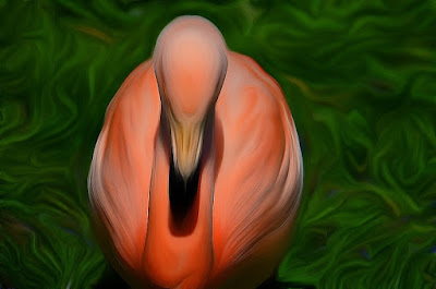 Flamingo, zog flamingo, qızılqaz, chim hồng hạc, plameniak Vogel, bird, oiseau, Uccello, Pássaro, птица, pájaro, kuş,