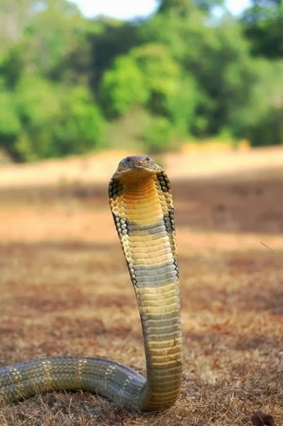 Top Hosting Squad Pictures Of King Cobra The Most Dangerous Snake