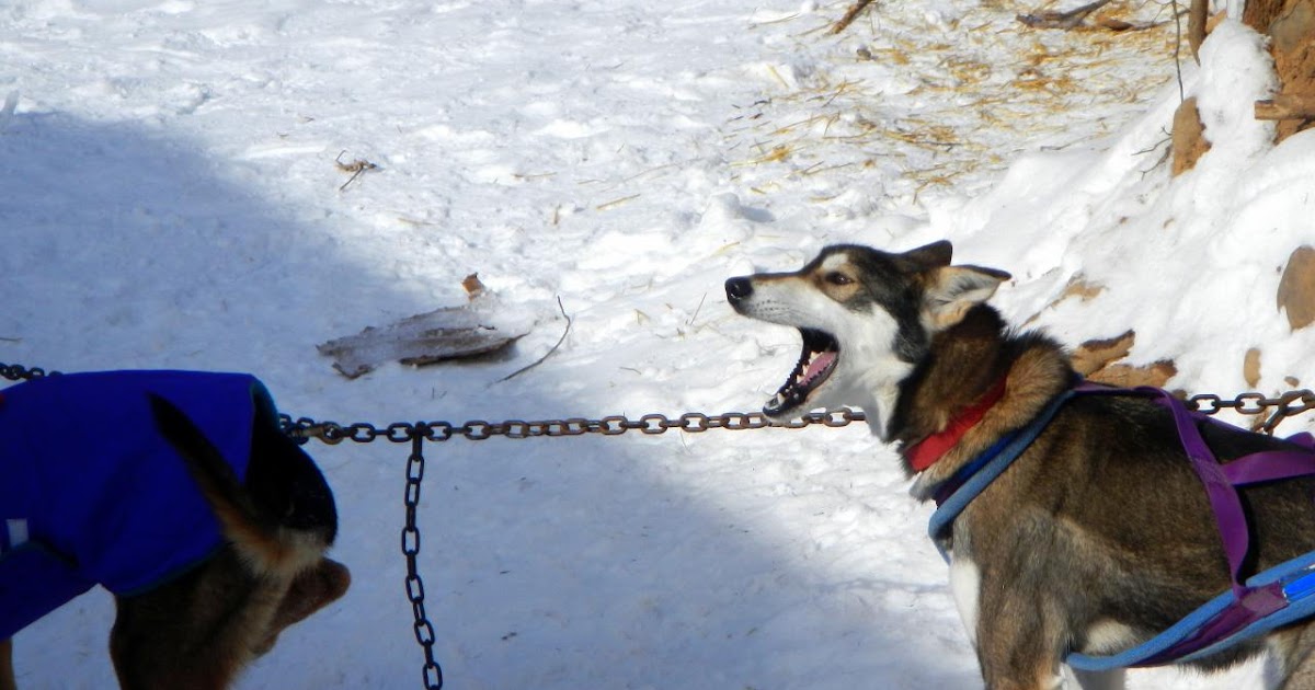 Homer's Travels Minnesota Mushing