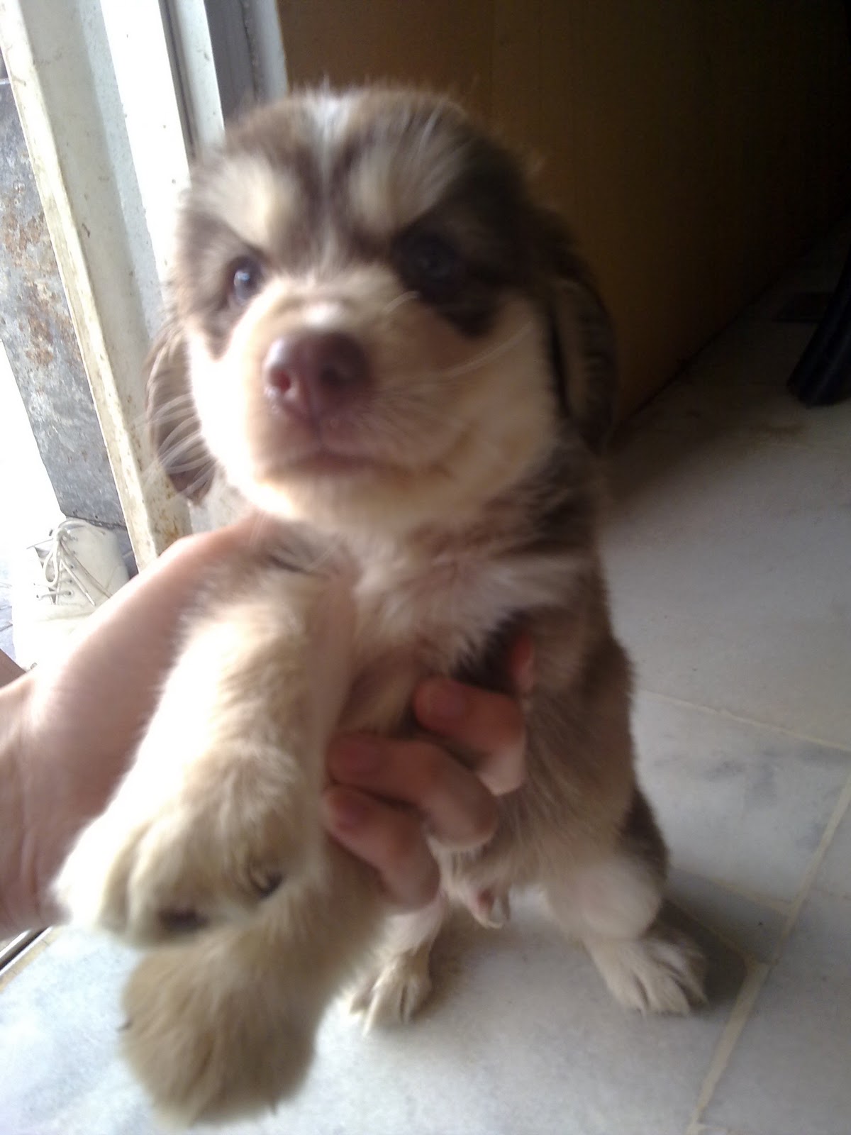 Fluffy Pets Centre Siberian Husky Mix For Sale (SOLD)