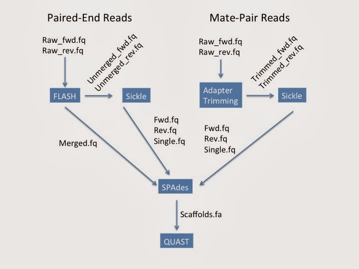 The in silico lens New SPAdes Assembler Used on MiSeq Reads for 6 Burkholderia Genomes