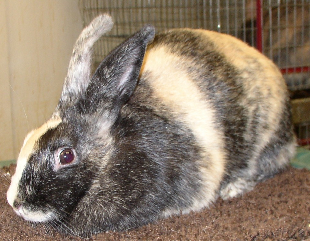 harlequin-rabbit-my-pets