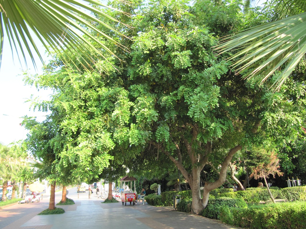 Фикус в турции Фикус в турции