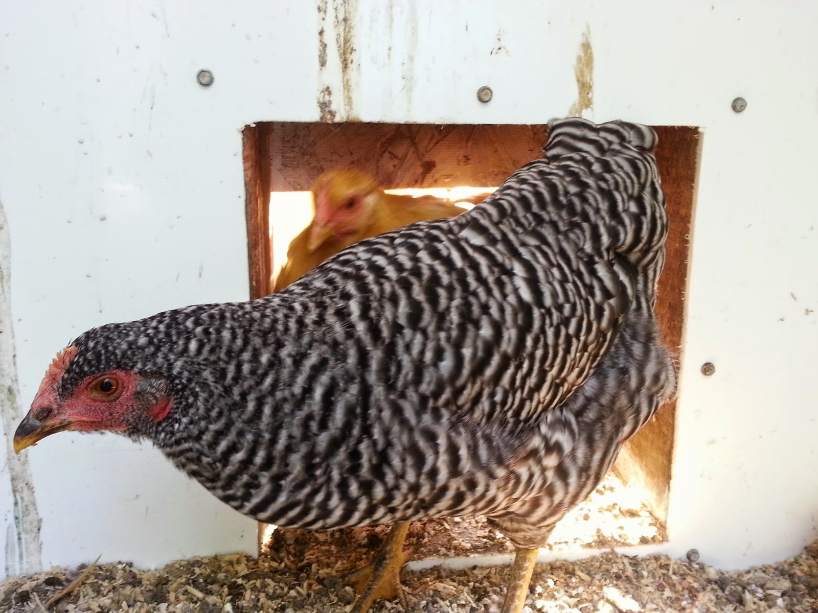 The Sustainable Couple Overheated Chickens, & How to Quickly Cool 'Em Off.