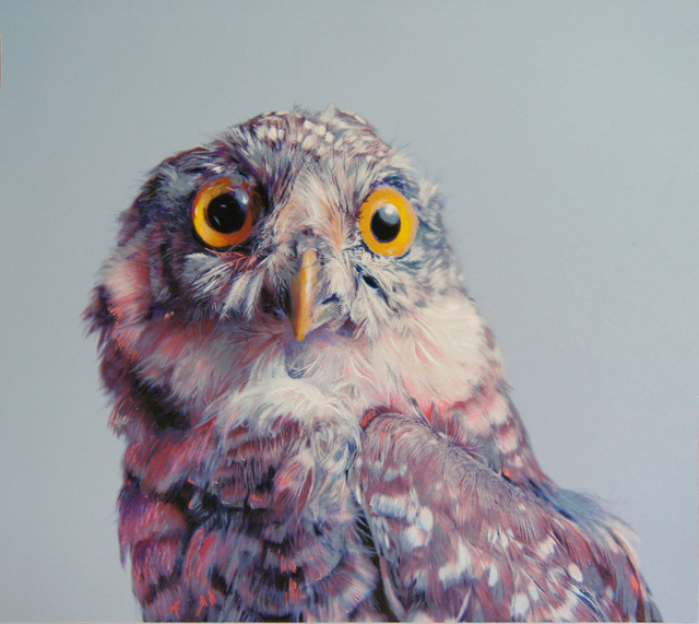 Colored Owl pencil Drawings by John Pusateri Art pics & Design Now