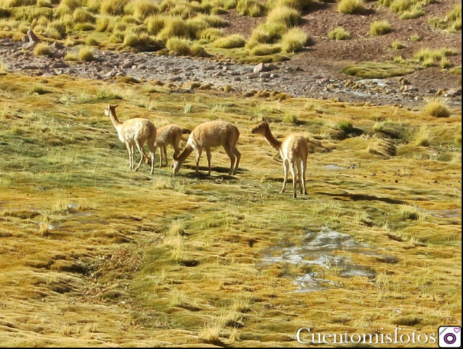 vicuñas san pedro de atacama