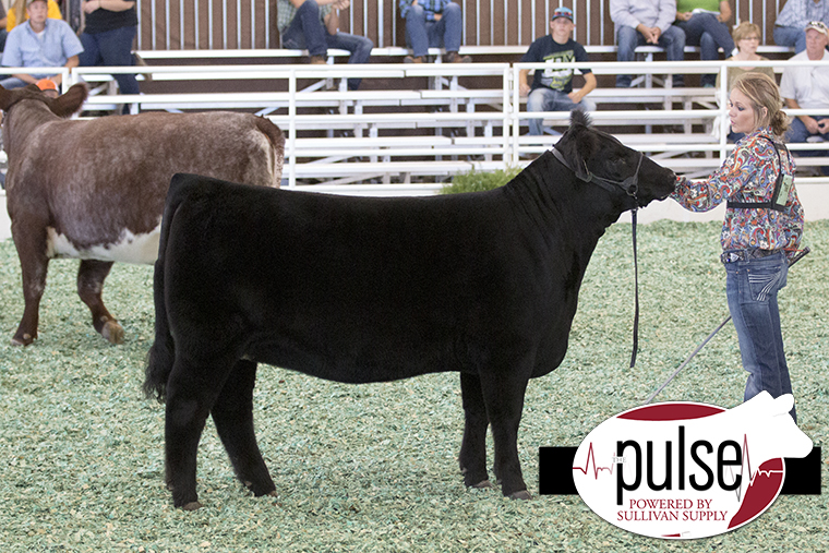 Holtkamp Cattle Co Holtkamp Cattle sires have a great day at the