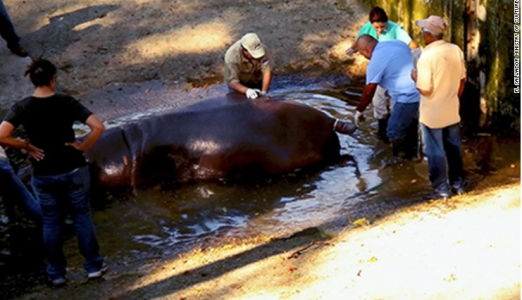 b Police investigating the death of 15-year old 'Gustavito' the hippopotamus that was 'cowardly' killed