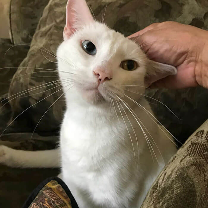 Homeless Cat Opened His Beautiful Eyes For The First Time In Months. His Transformation Is Incredible!