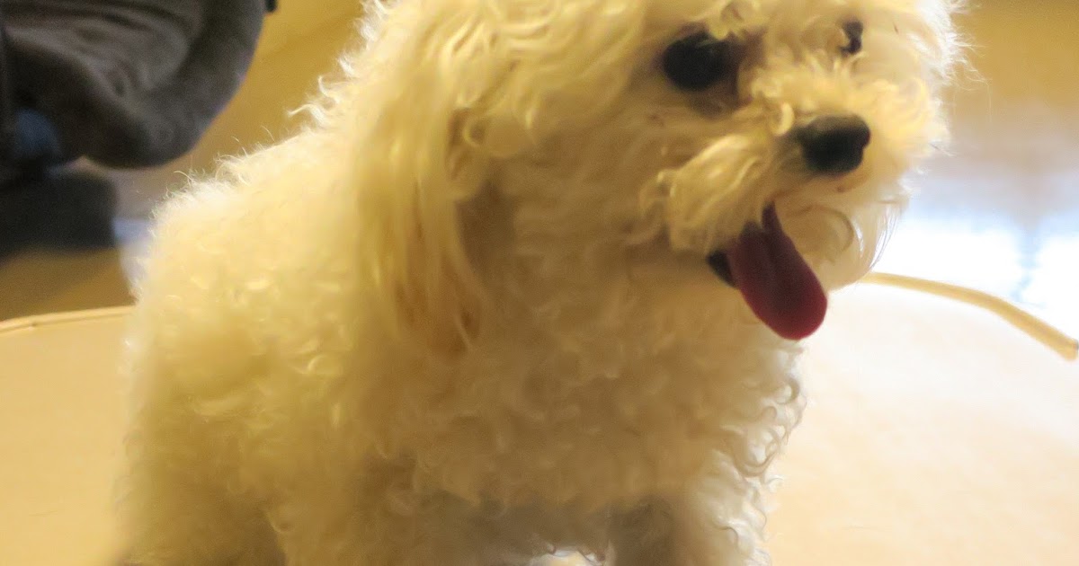 Fort Fido Dog Daycare & Boarding News Blog Dizzy