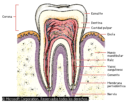 Integración Biomédicas l Leti: Tejido Dental