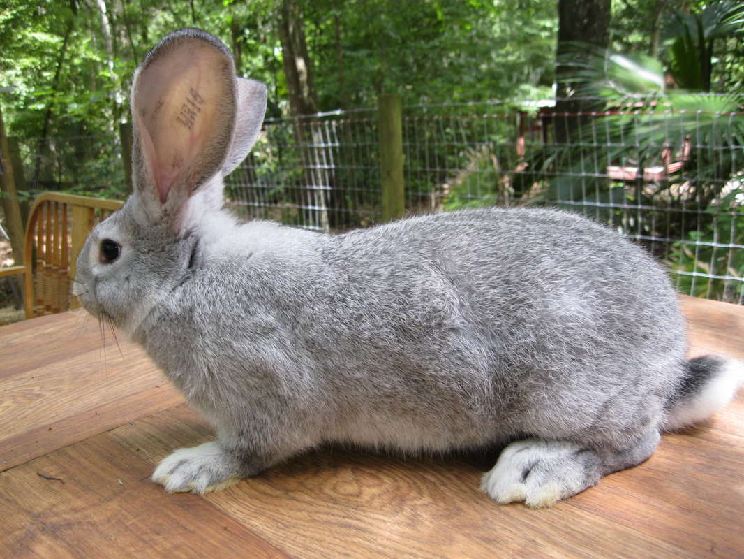 Кролики купить краснодарский. Кролики породы Фландр. Кролики породы флауедер. Кролики породы бельгийский великан. Шиншилловый Фландр.