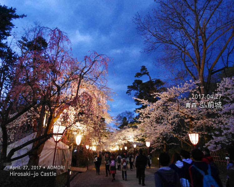 弘前城の桜ライトアップ