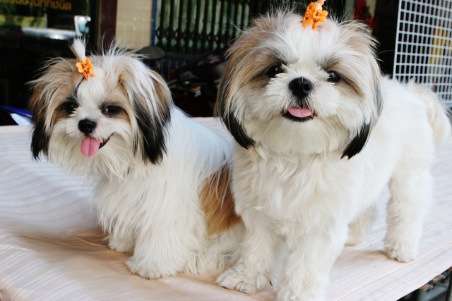 Doença renal em shih tzu