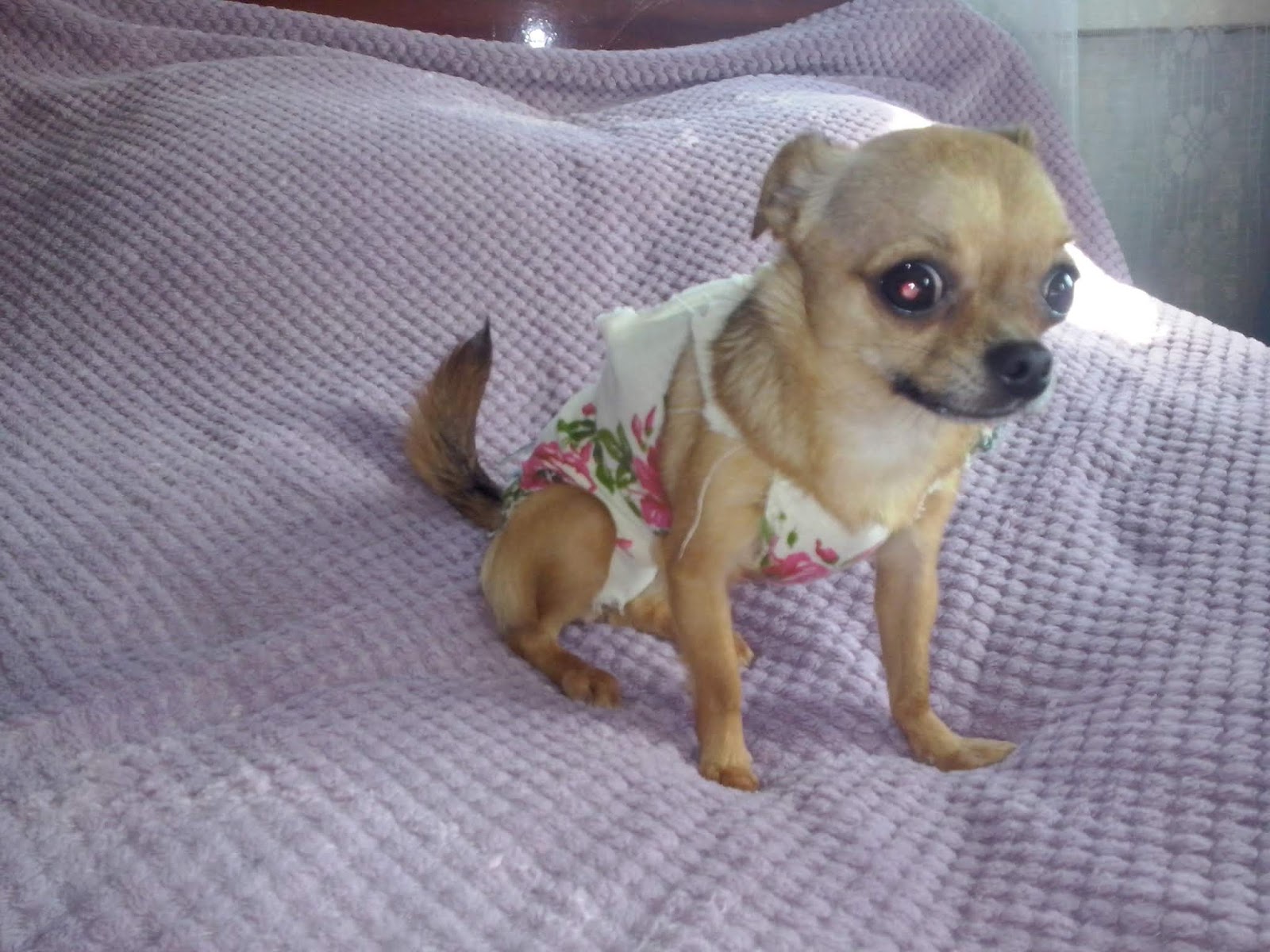 Груминг чихуахуа короткошерстных. Кутята чихуахуа новорожденные. Стрижка чихуахуа длинношерстного. Живот беременной чихуахуа. Ожиревший чихуахуа.