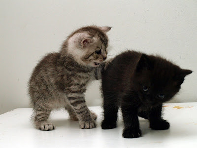 Dos hermosos gatitos - Two cute little kittens