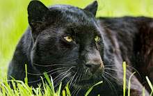 An exquisitely handsome black panther,...