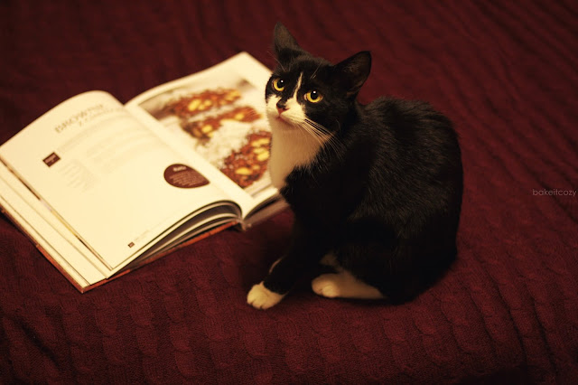 książka, czekolada, kot, słodkości, chocolate