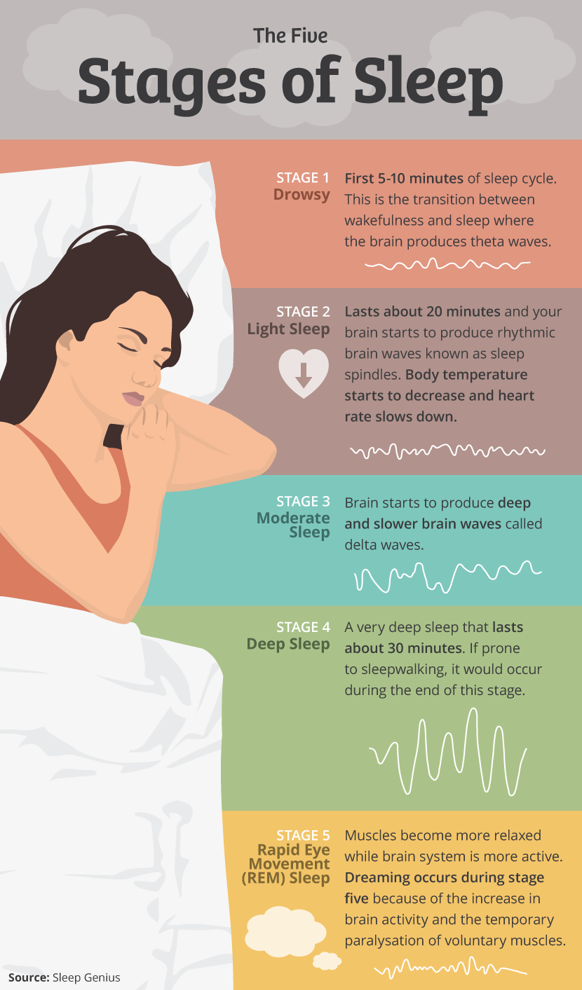 Five Stages Of Sleep Stages Of Sleep Stages Of Sleep Sleep Cycle | My ...