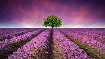 Lavender Wallpapers 4K HD