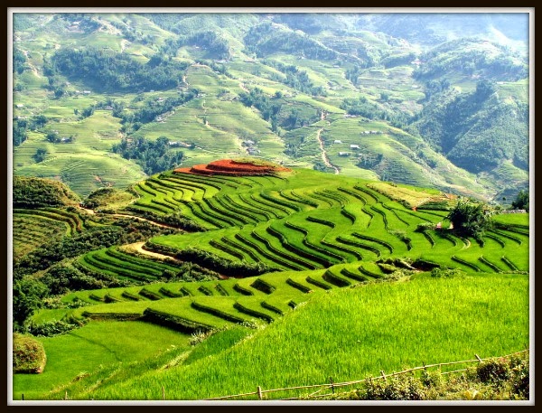 A beautiful site in Sapa with rice terraced fields - the traditional farrming method