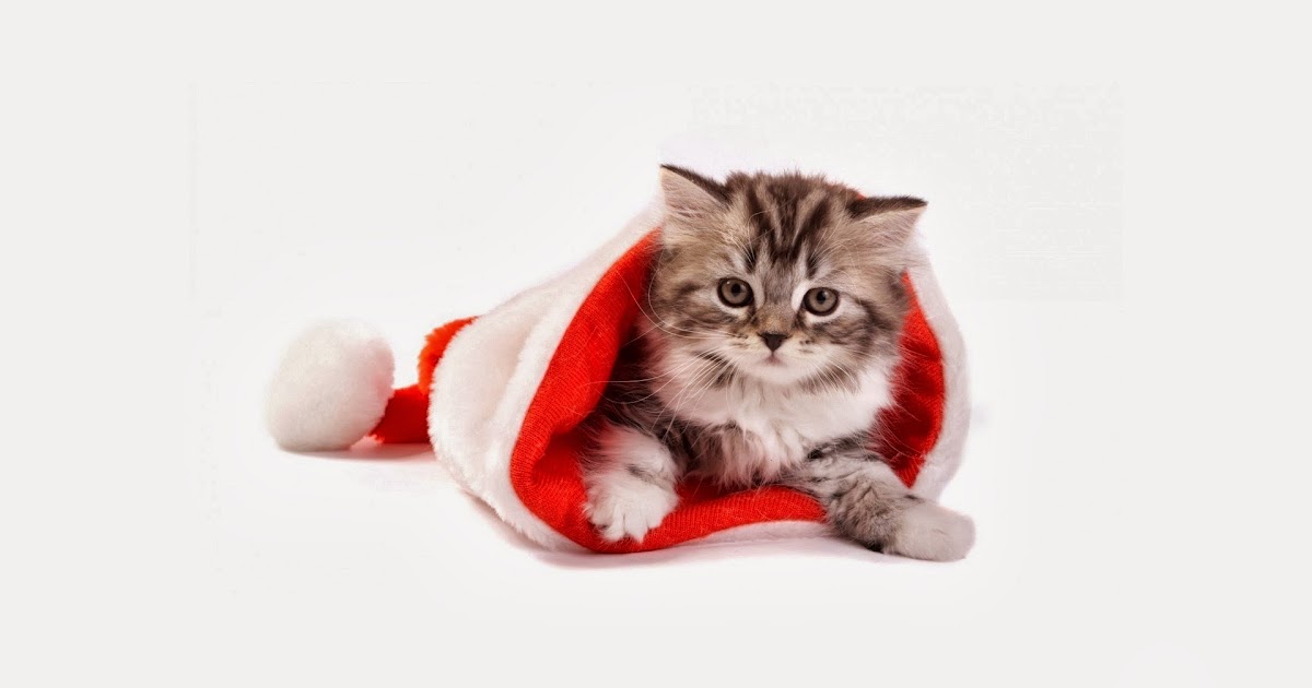 Kerst achtergronden met Dieren