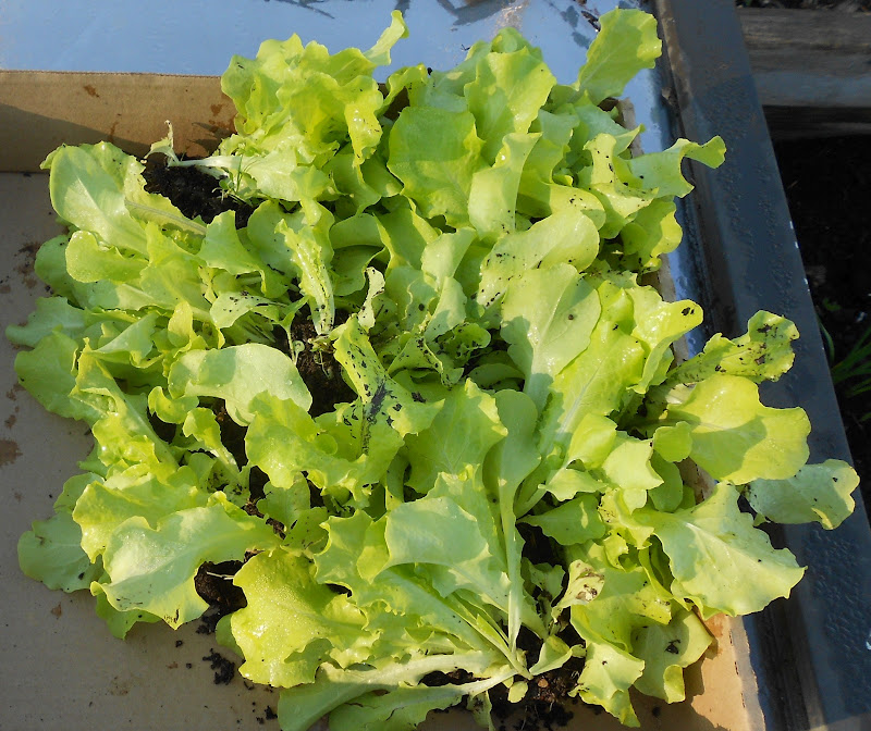 From Seed to Scrumptious Black Seeded Simpson Lettuce