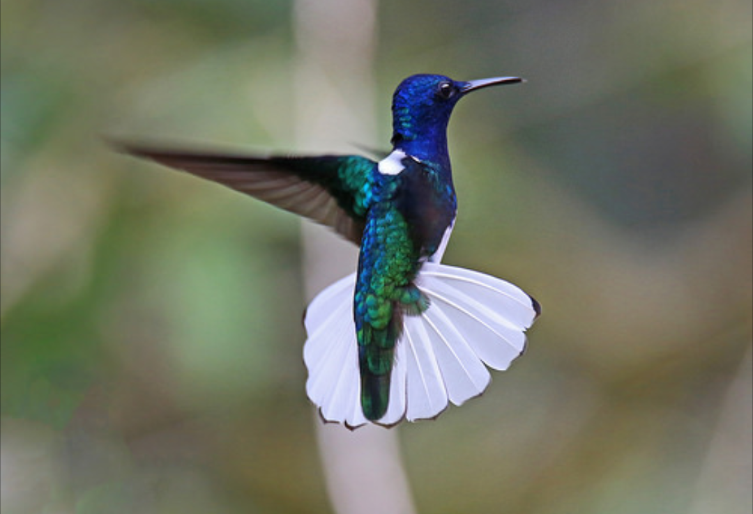 Burung Kolibri Burung Terkecil Di Dunia Dan Penerbang Cepat