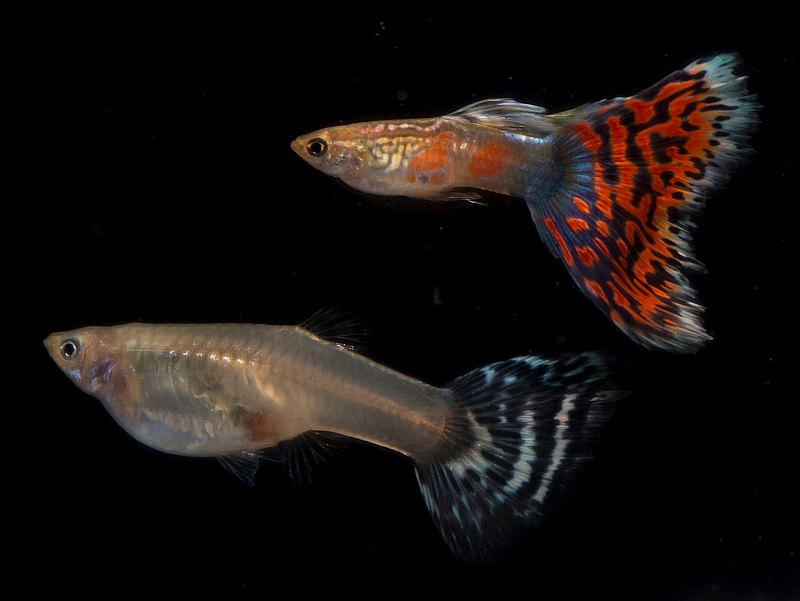 гуппи самец и самка. рыба гуппи poecilia reticulata. рыбки гуппи самки. аквариумные рыбки губи. аквариумные рыбки губи.