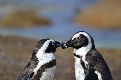Living up to 20 years African penguins are flightless marine birds coming in a variety of sizes and colors.