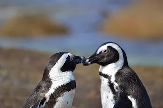 Kissing penguins