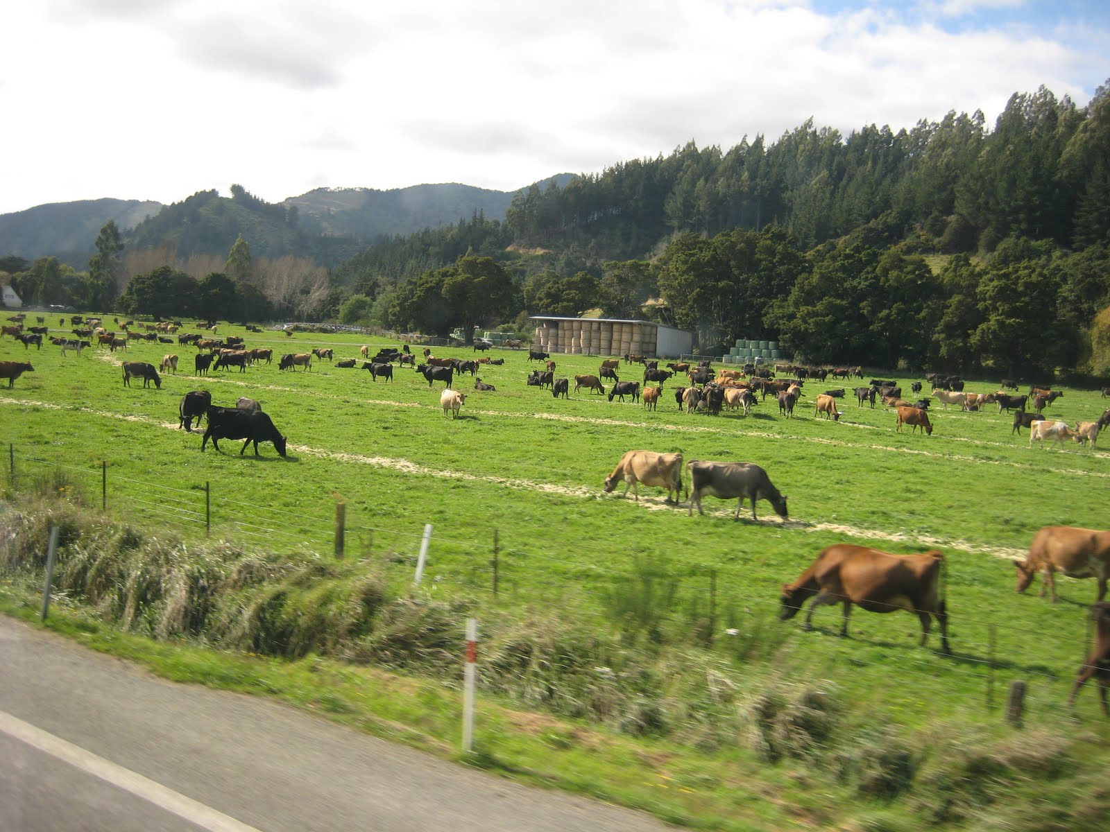 Travels with Pauline: Cave, glow worms and tin dogs