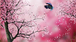 sakura pink background wallpapers japanese blossom flower cherry flowers drawings madonna themes