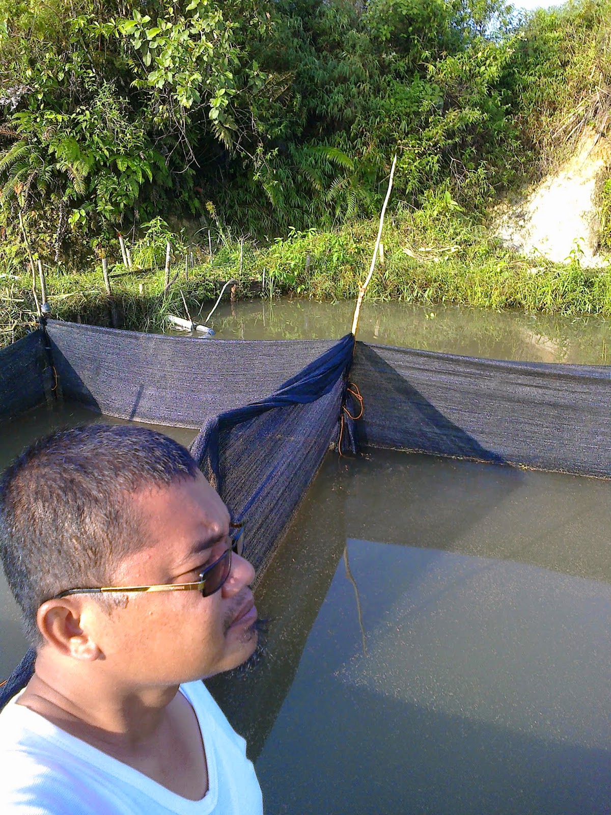 Gambar Kolam Ikan Di Sawah - Tentang Kolam Kandang Ternak