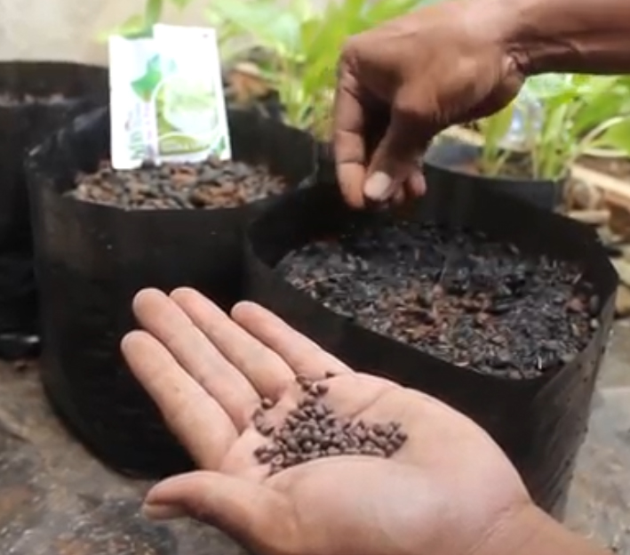 Cara Menanam KANGKUNG DALAM POLYBAG Tips dan Trick