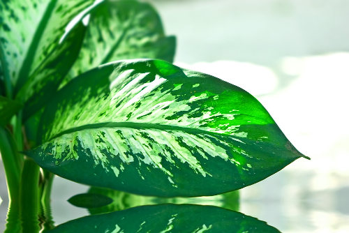 Alerta: Se tens essa planta em casa é bom ter muito cuidado, pois ela já matou mais de 64 mil pessoas no mundo! Plana-comigo%253Dninguempode