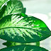 Alerta: Se tens essa planta em casa é bom ter muito cuidado, pois ela já matou mais de 64 mil pessoas no mundo!