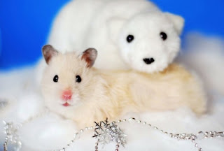 Fluffy hamsters+(26) Fluffy Hamsters