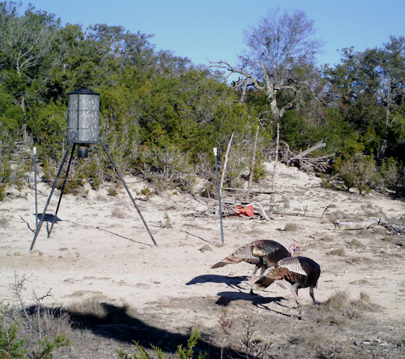 Wild Ed's Texas Outdoors Texas Spring Turkey Season