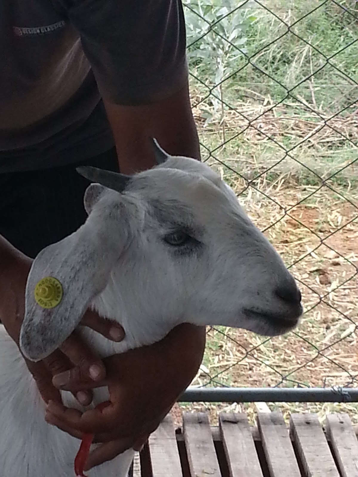 Techie2Aggie Goat Ear Tagging Early Experiences